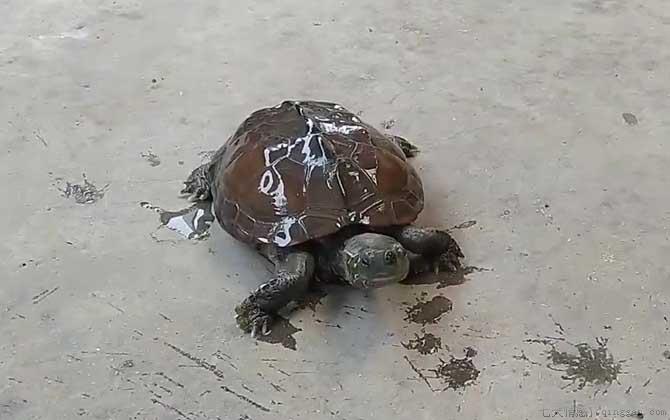广东草龟是什么龟