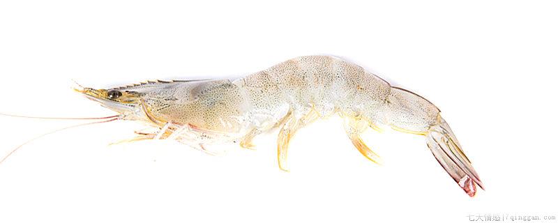 虾腹部的黑线是什么