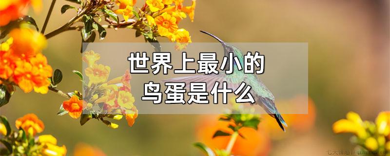 世界上最小的鸟蛋是什么