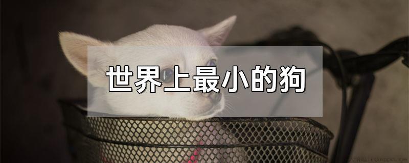 世界上最小的狗