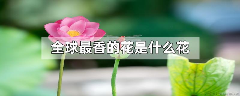 全球最香的花是什么花