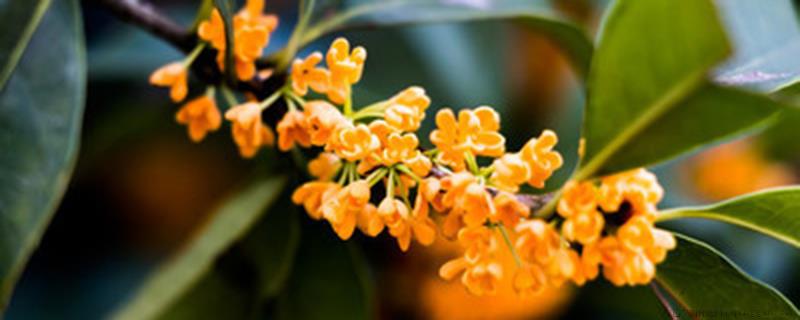 北方什么树能嫁接桂花