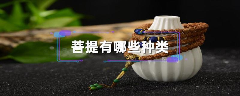 菩提有哪些种类