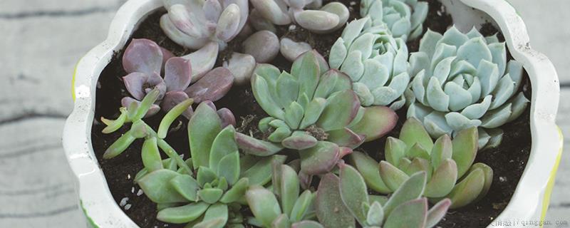 青苔可以铺在多肉上面吗