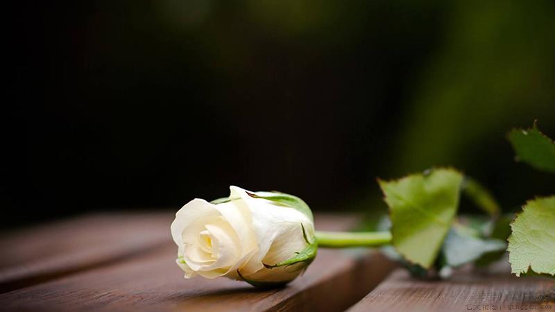一朵玫瑰花代表什么