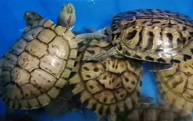 巴西龟价格多少钱一只