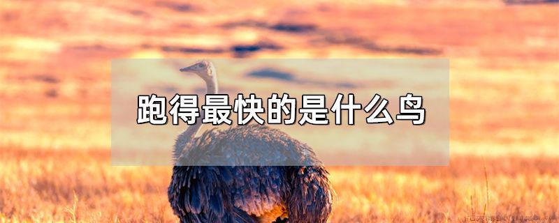 跑得最快的是什么鸟