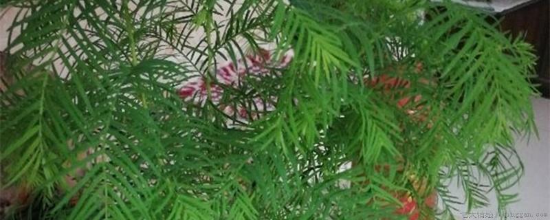水杉是花还是树木
