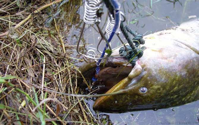 最大的塘鲺有多大