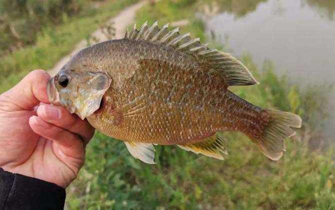 太阳鱼是海鱼还是淡水鱼