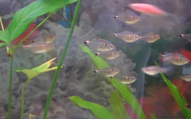 硝化细菌是什么生物