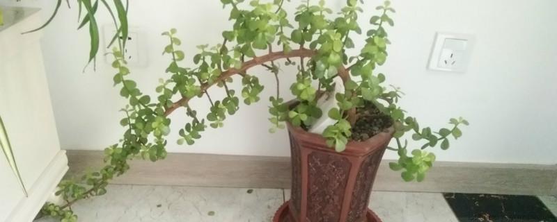 金玉满堂花红果全掉了还长吗