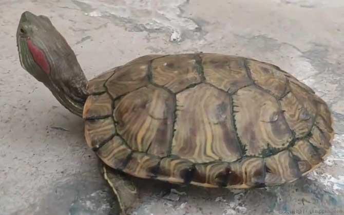 巴西龟价格多少钱一只