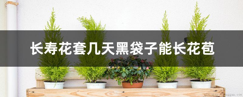 长寿花套几天黑袋子能长花苞