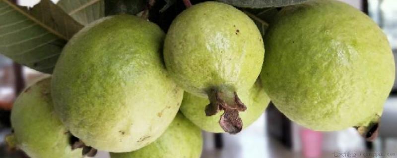 番石榴施什么肥更甜爽