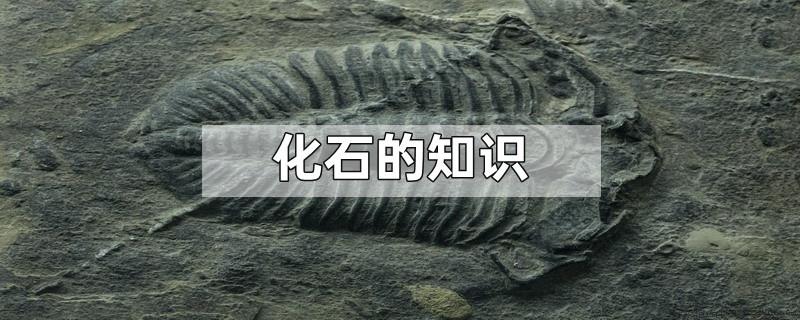 化石的知识