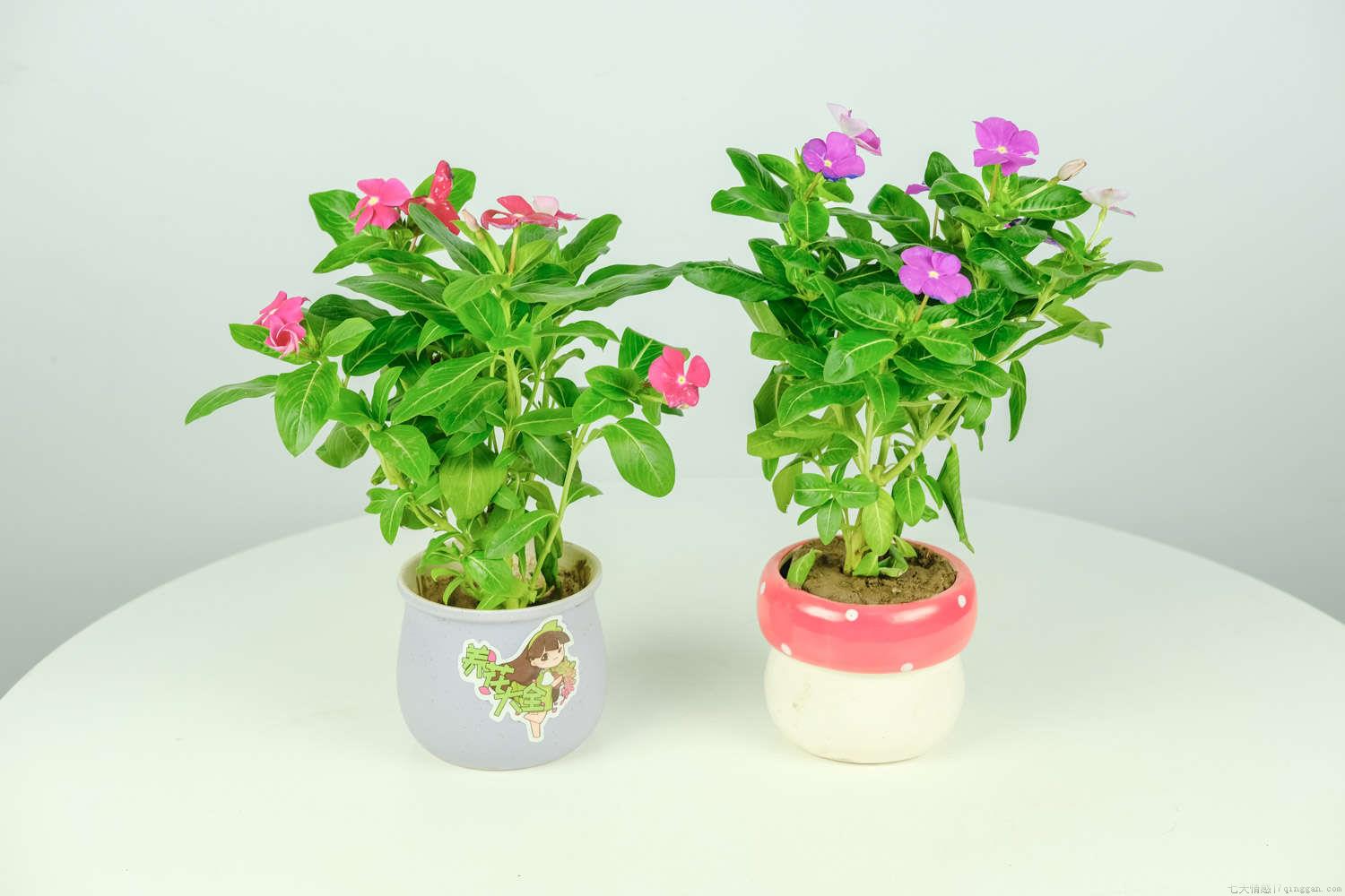 厨房废油能养哪些花