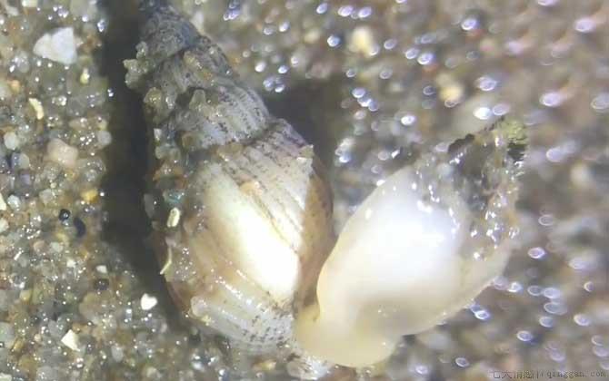 海丝螺是什么螺