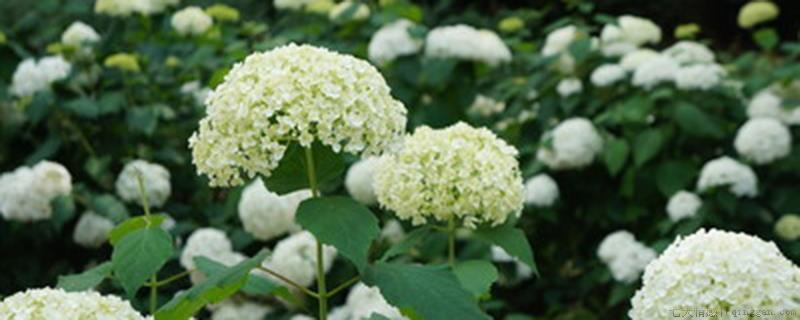 绣球花北方可以露天过冬吗
