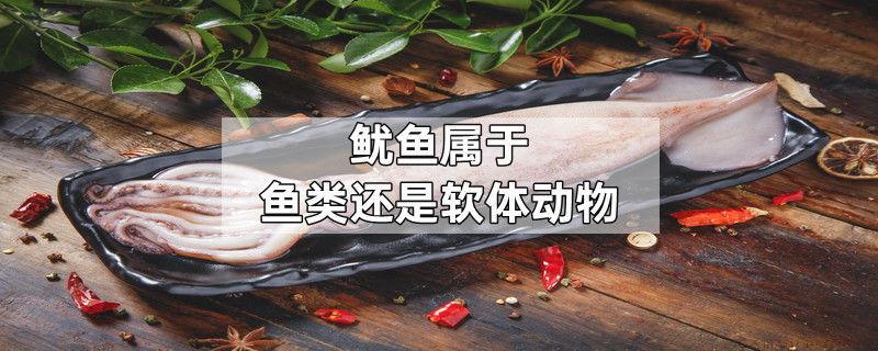 鱿鱼属于鱼类还是软体动物