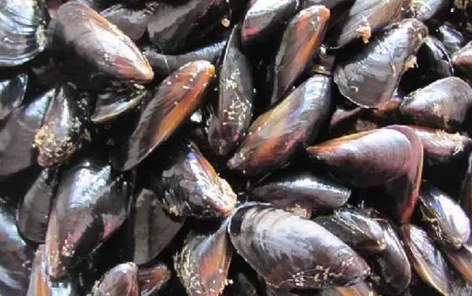 海虹是什么动物