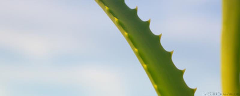芦荟有没有公母