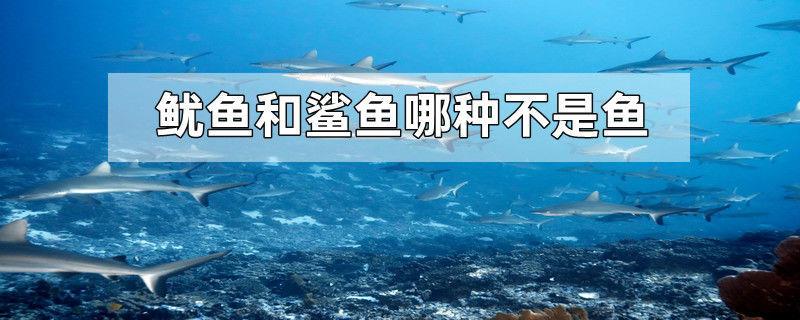 鱿鱼和鲨鱼哪种不是鱼