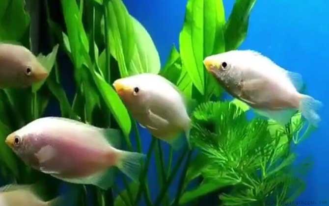 接吻鱼怎么养才不容易死