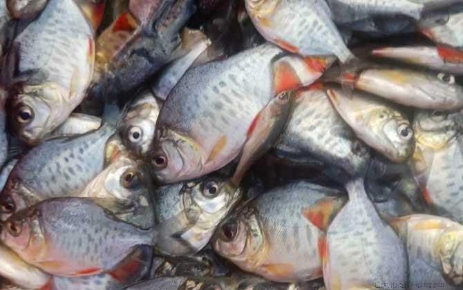 淡水白鲳价格多少钱一斤