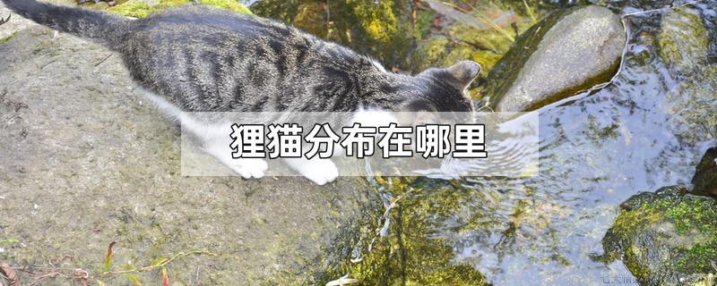 狸猫分布在哪里