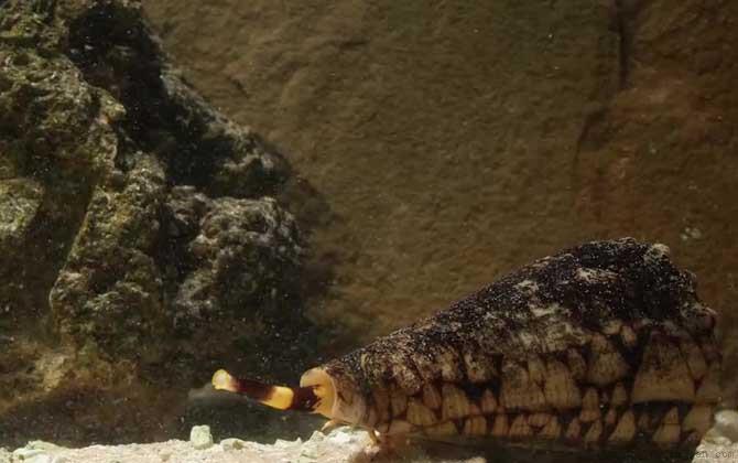 鸡心螺是什么螺