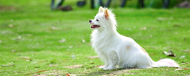 哮天犬原型是什么狗