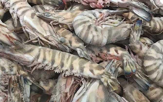 竹节虾是什么虾