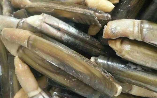 蛏子是什么动物