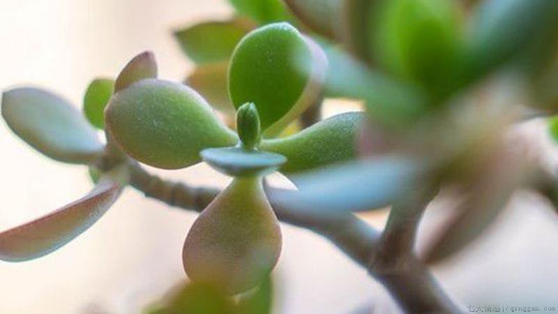 燕子掌怎么养