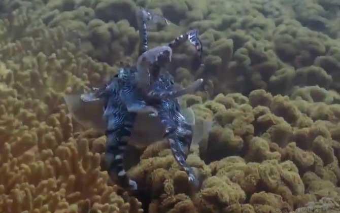 乌贼鱼是鱼吗