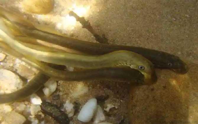 僵尸鱼是什么鱼