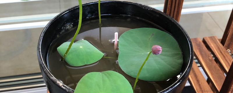 碗莲种植用普通泥土可以吗