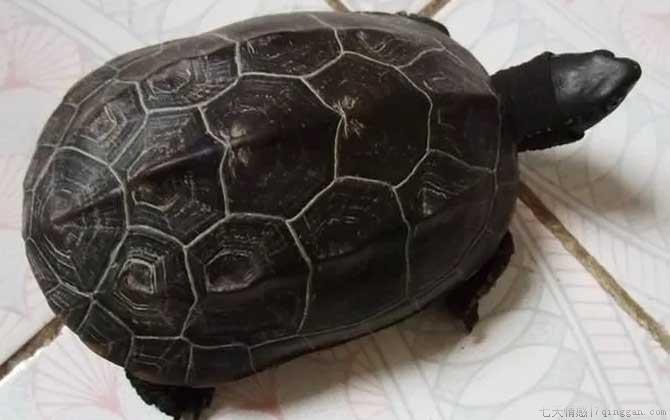 墨龟是什么龟