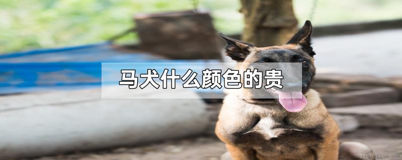 马犬什么颜色的贵