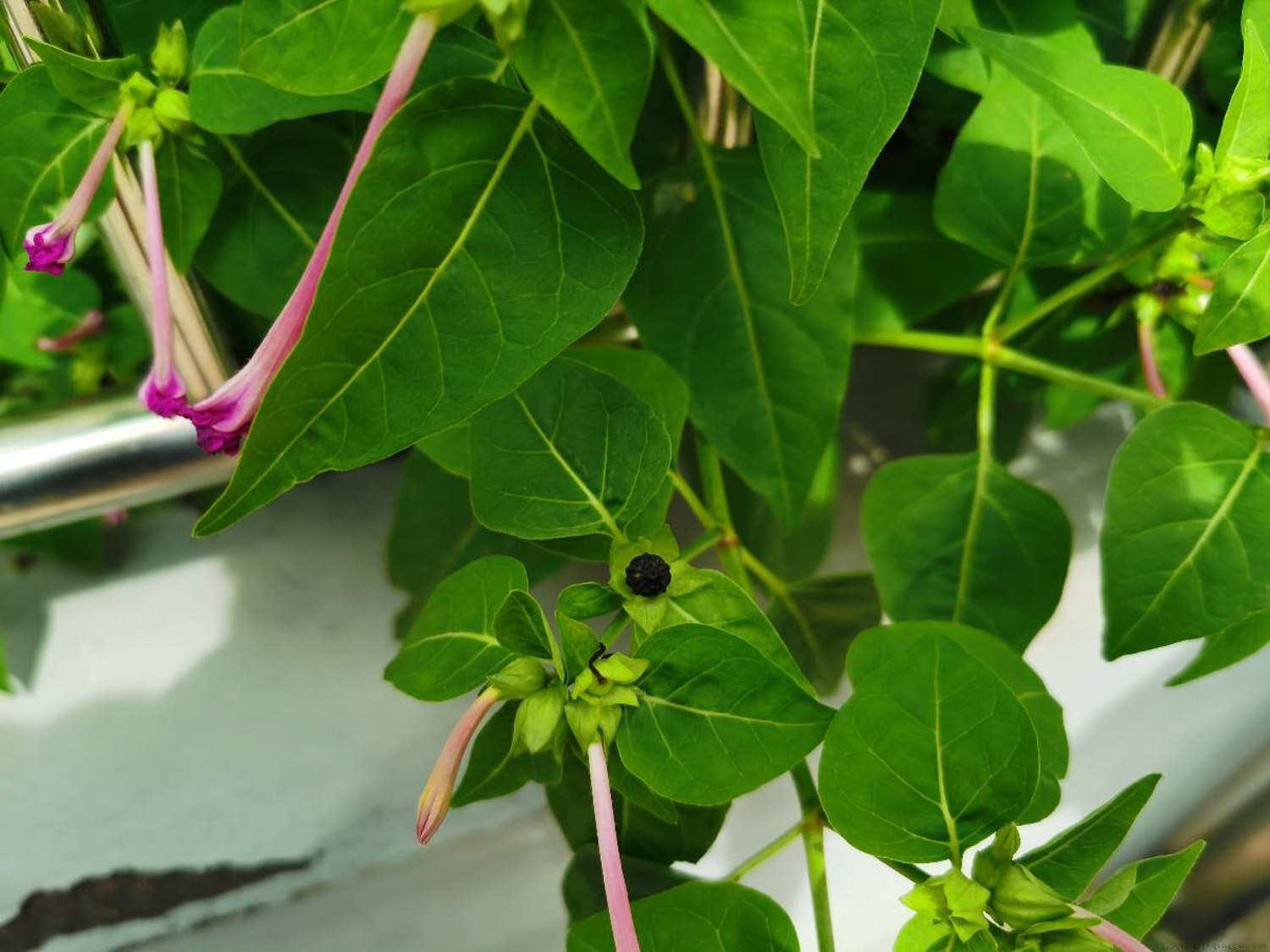 紫茉莉种子种植方法，什么时候播种