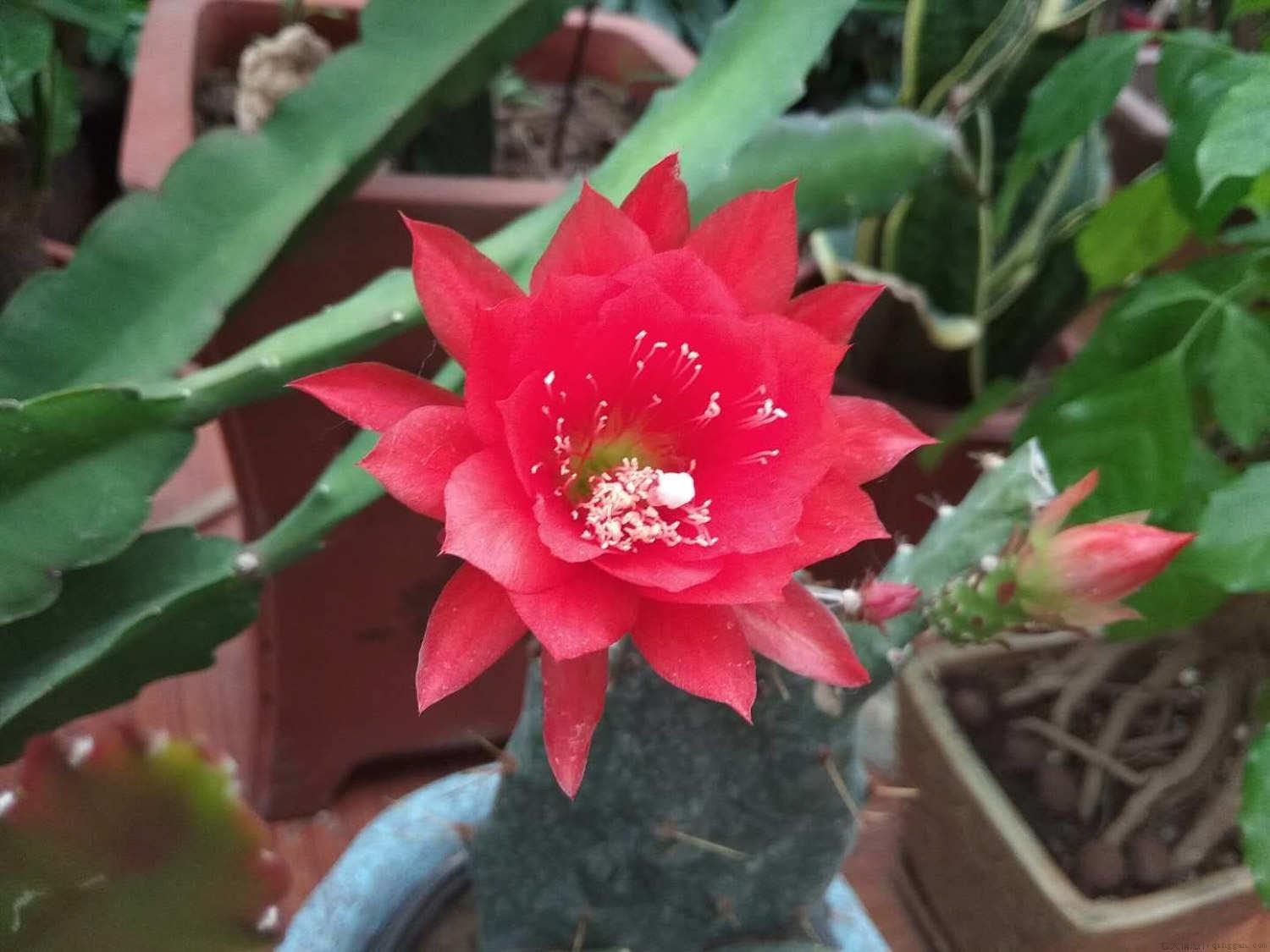 令箭荷花用什么肥最好，怎么施肥