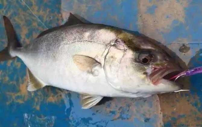 章红鱼是什么鱼
