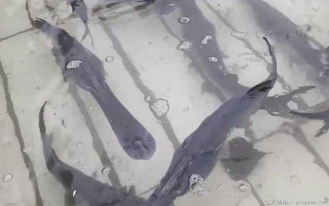 鸭嘴鱼是什么鱼
