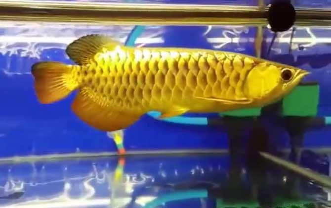 龙鱼怎么养最好