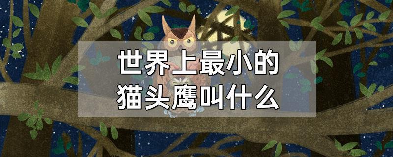 世界上最小的猫头鹰叫什么