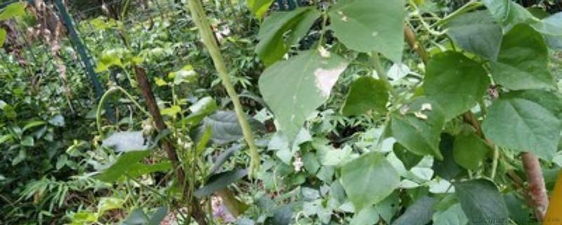 通草是什么植物