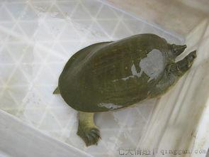 鳖甲的功效与作用