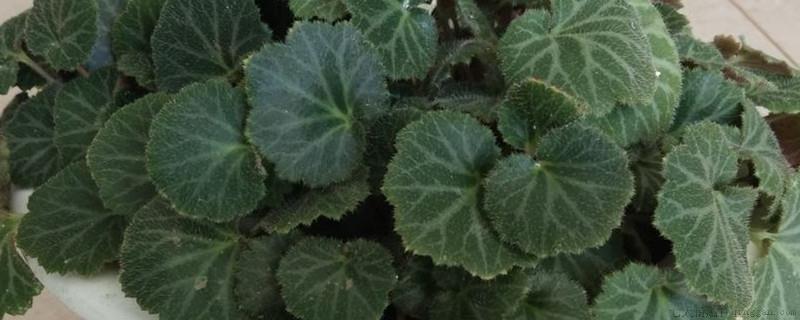 虎耳草寓意