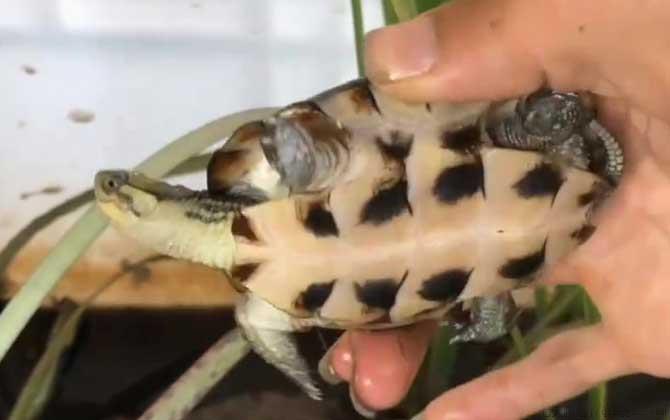 珍珠龟是什么龟